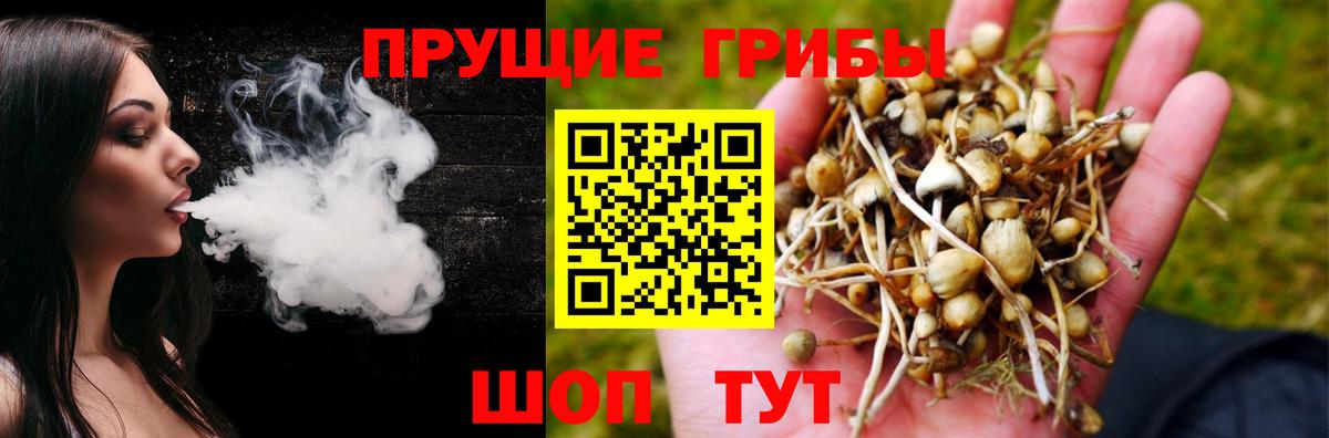 Галлюциногенные грибы Psilocybine cubensis  Алатырь 